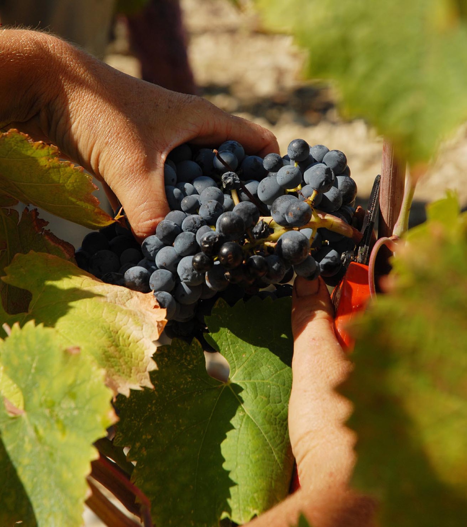 Travail de la vigne en biodynamie