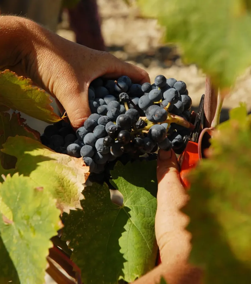 Travail de la vigne en biodynamie