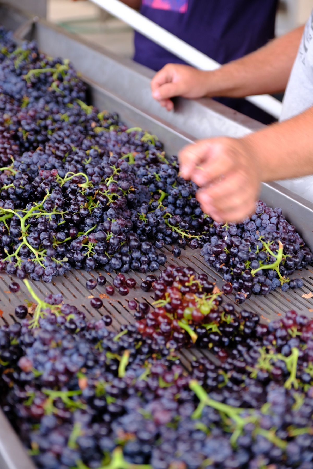 Vendanges à la Bastide Blanche